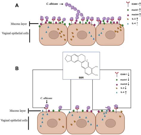 Frontiers Berberine Inhibits The Adhesion Of Candida Albicans To