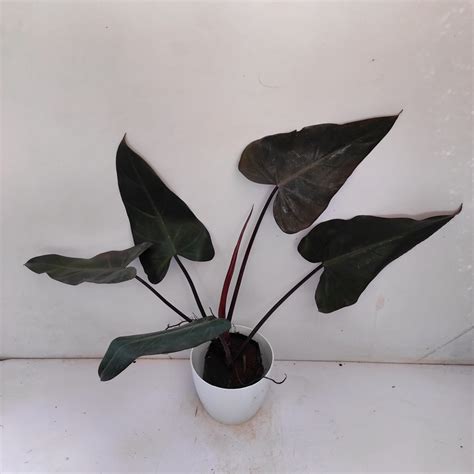 Philodendron Black Majesty - NurseryBuy