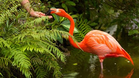 Bird Pictures: View Images of Flamingo Gardens