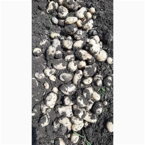 Продам Картошку сорт Элитная Невская калибр +5 — Agro-Azerbaijan