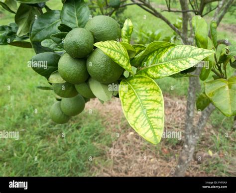 Malattia Degli Agrumi Immagini E Fotografie Stock Ad Alta Risoluzione