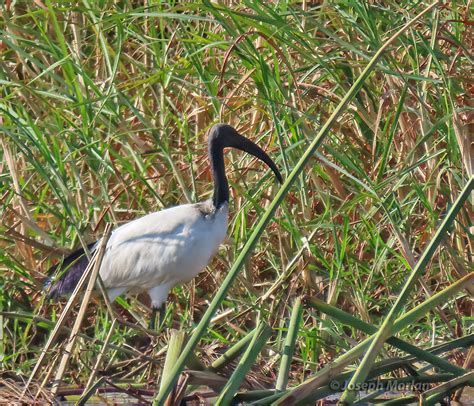 African Sacred Ibis Birdforum