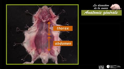 Lille Pod La Dissection De La Souris