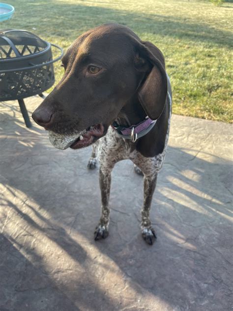 Jayda the rock hound. : r/germanshorthairs