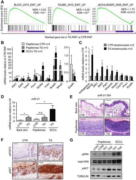 NANOG Promotes Epithelial Mesenchymal Transition EMT In Vivo A