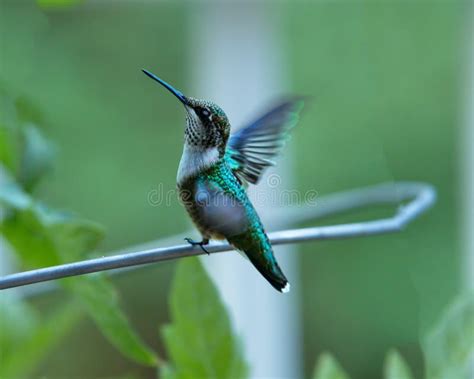 Female Broad Tailed Hummingbird At Bird Feeder Stock Photo Image Of