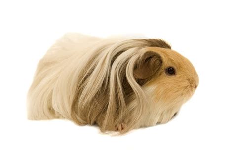 Difference Between Silkie & Abyssinian Guinea Pigs | Animals - mom.me