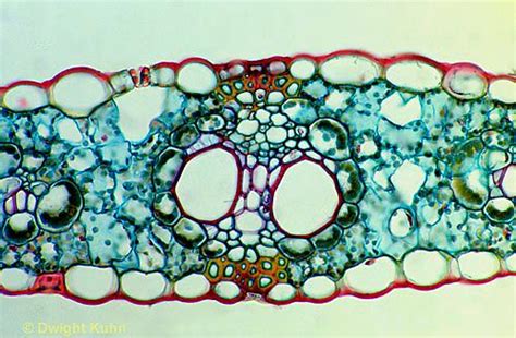 Px19 003c Corn Leaf Monocot Cx 250x Organic Structure Organic Form