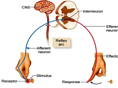 Nervous System