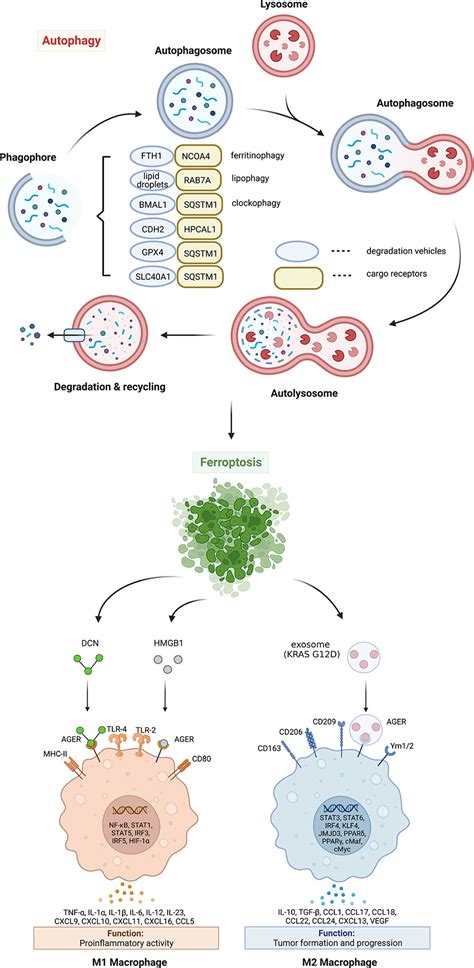 Frontiers Autophagy Dependent Ferroptosis As A Potential Treatment