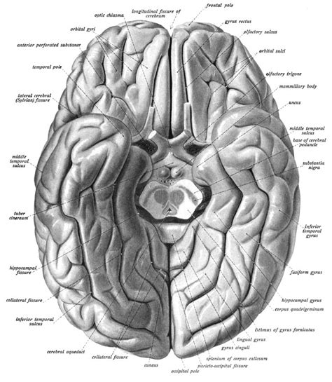 An Anatomical Illustration From The Edition Of Sobotta S Anatomy