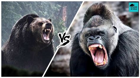 Grizzly Bear vs Gorilla - The Ultimate Battle