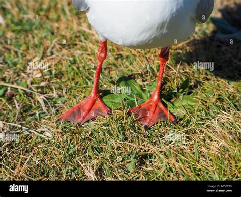 Birds, Closeup of seagull feet, red orange webbed and legs of a white ...