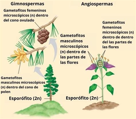 Gimnospermas Caracter Sticas Clasificaci N Y Ejemplos De Especies