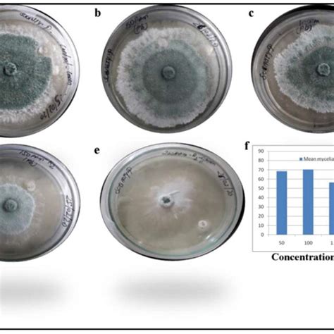 Growth Response Of Aspergillus Niger On Lead Containing Medium After 5