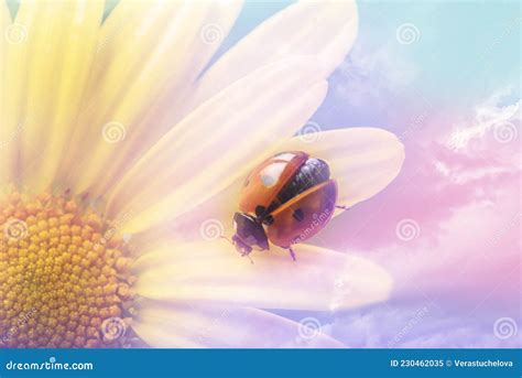 Coccinella Septempunctata Known As Seven Spot Ladybird Seven Spotted