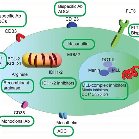 Overview Of Current Targets In Paediatric Acute Myeloid Leukaemia The