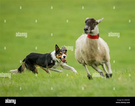 Sheepdog trials hi-res stock photography and images - Alamy