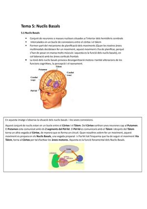 Introducci Al Sistema Nervi S Anatomia Del Sistema Centrals I