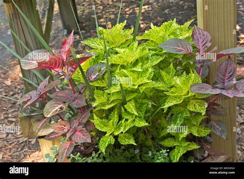 NC01348-00...NORTH CAROLINA - Decorative plants for sale in the Green ...