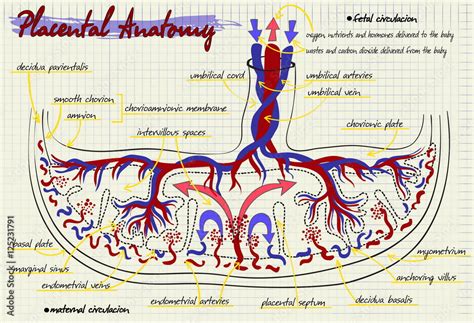 diagram of the structure of human placenta Stock Vector | Adobe Stock