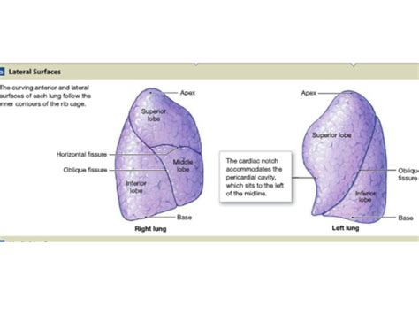 Lung Anatomy Flashcards Quizlet