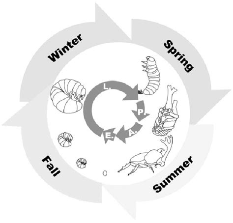 Figure 1 From Heightened Condition Dependent Growth Of Sexually Selected Weapons In The