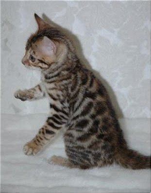 Animal Encyclopedia: Bengal Cat