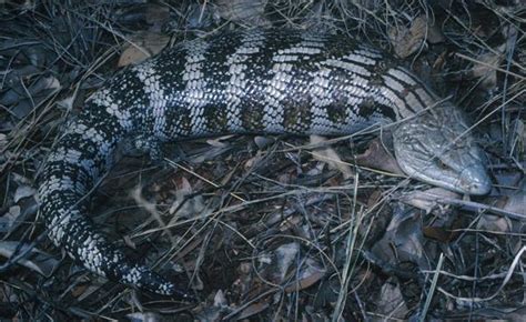 Species Profile—tiliqua Scincoides Eastern Blue Tongued Lizard