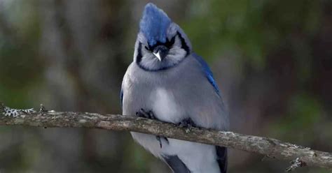 Blue Jay Behavior - AnimalBehaviorCorner