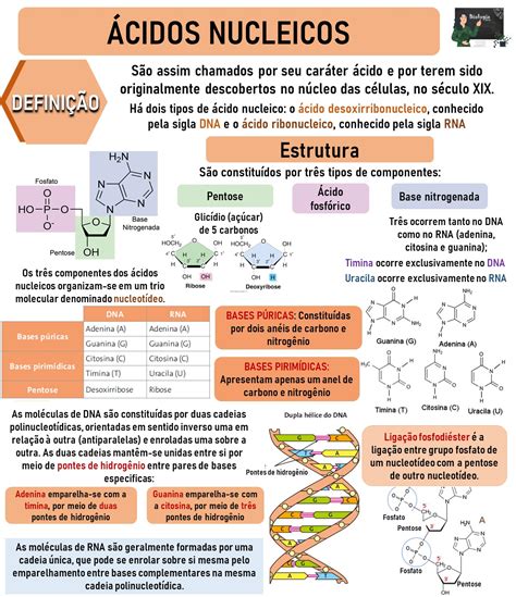 Mapa Mental De ácidos Nucleicos EDUKITA