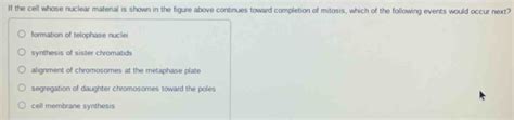 Solved If The Cell Whose Nuclear Material Is Shown In The Figure Above