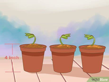 How to Germinate Orange Seeds: 11 Steps (with Pictures) - wikiHow