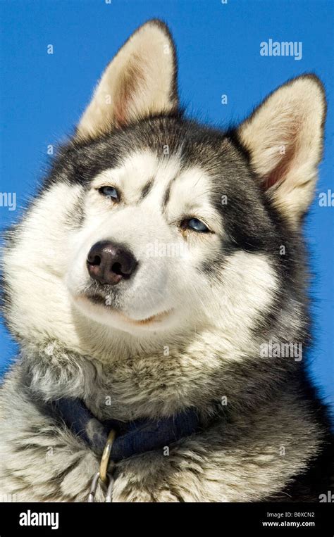 Siberian Husky Canis Lupus F Familiaris Portrait Stock Photo Alamy