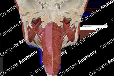 Styloglossus Muscle | Complete Anatomy