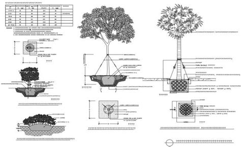 Single Banyan Tree 3d Elevation Cad Block Details Skp File Cadbull