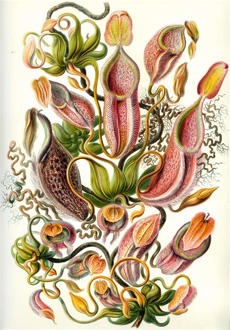 Art Forms In Nature Plate Actiniae By Ernst Haeckel