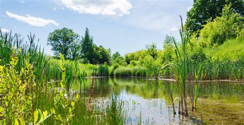 Pond Bacteria Bacteria For Ponds Pond Bacteria Products