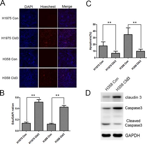 Cldn3 Overexpression Protects Against The Effects Of Cisplatin Aandb