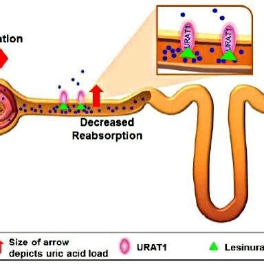 Mechanism action of corticosteroids drugs | Download Scientific Diagram