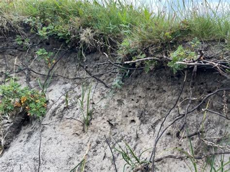 Lebensräume für Wild bienen Garten und Balkon insektenfreundlich