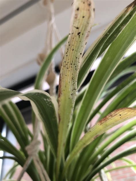 Small Black Spots On Spider Plant And Aloe Vera R Plantclinic