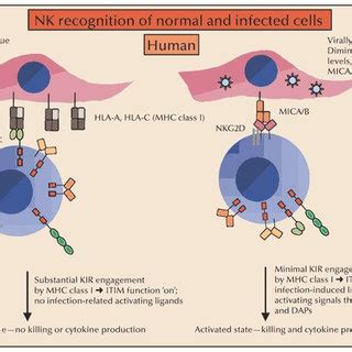 Airway Epithelial Cells Isolated From Copd Patient Cultured At