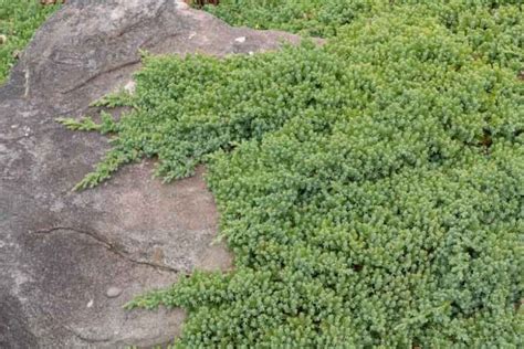 Juniperus procumbens 'Nana' (Garden Juniper)