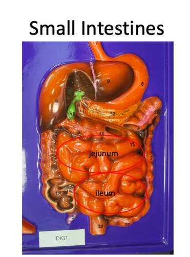 Digestive System Flashcards Quizlet