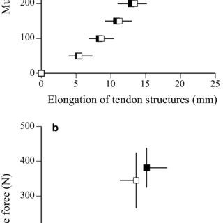 Relationship Between Muscle Force And Elongation Of Tendon Structures