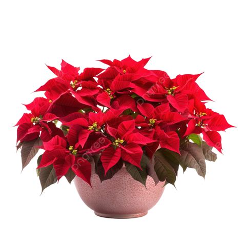 Beautiful Red Christmas Poinsettia Or Euphorbia Pulcherrima Poinsettia