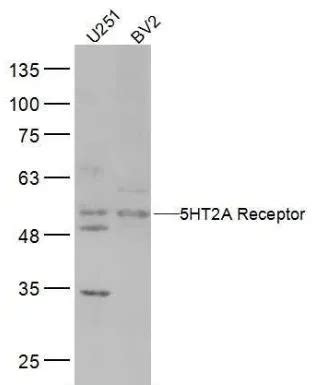 Ht A Receptor Gtx Genetex