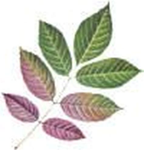 pecan tree leaves identification - For The Greater Column Photographs