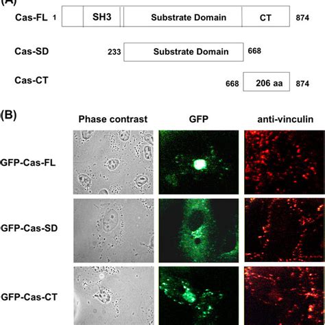 PDF Carboxy Terminal Domain Of Cas Differentially Modulates C Jun